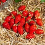 Bon plan Lot de 30 Fraisiers Mariguette – FRAGARIA ananassa
