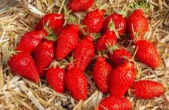 Bon plan Lot de 30 Fraisiers Mariguette – FRAGARIA ananassa
